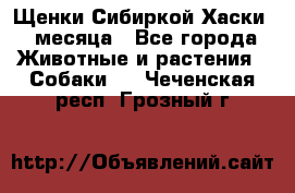 Щенки Сибиркой Хаски 2 месяца - Все города Животные и растения » Собаки   . Чеченская респ.,Грозный г.